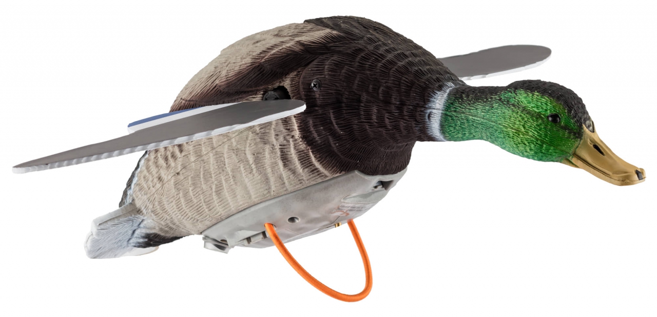 APPELANT CANARD AILES
