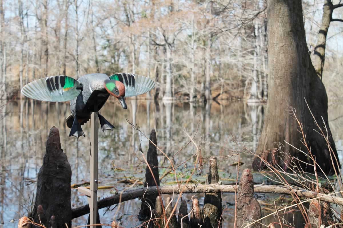 MOJO ES GREEN WING TEAL