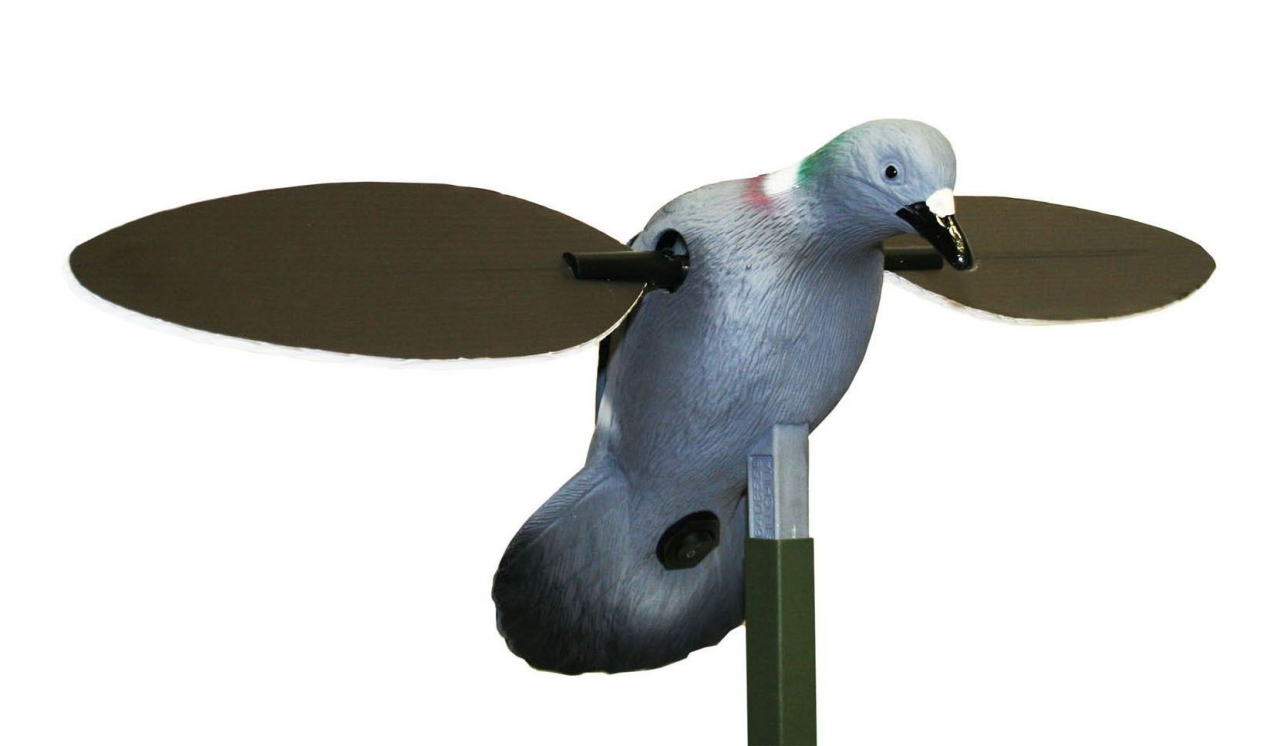 MOJO PIGEON
