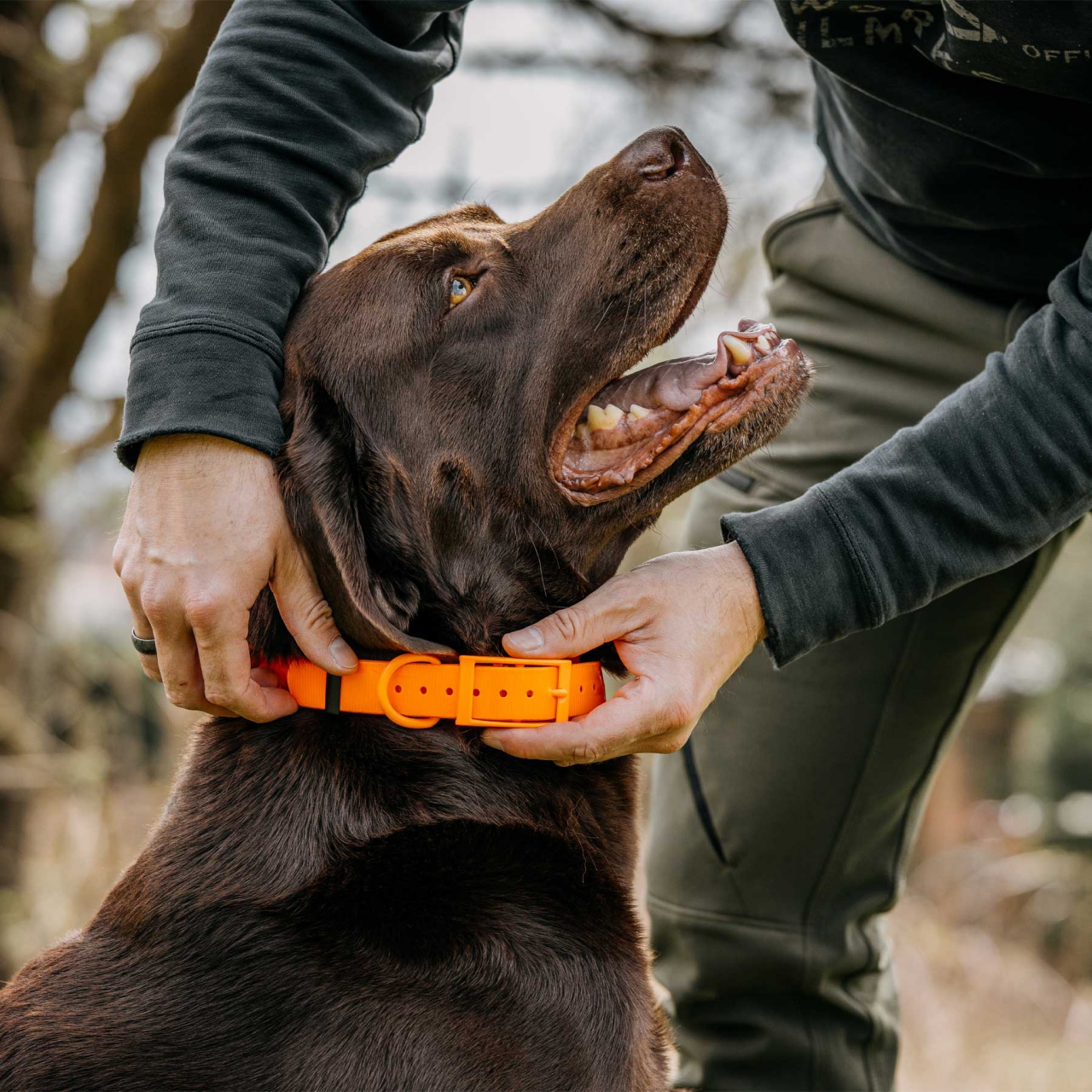 EUROHUNT COLLIER ORANGE 25MM