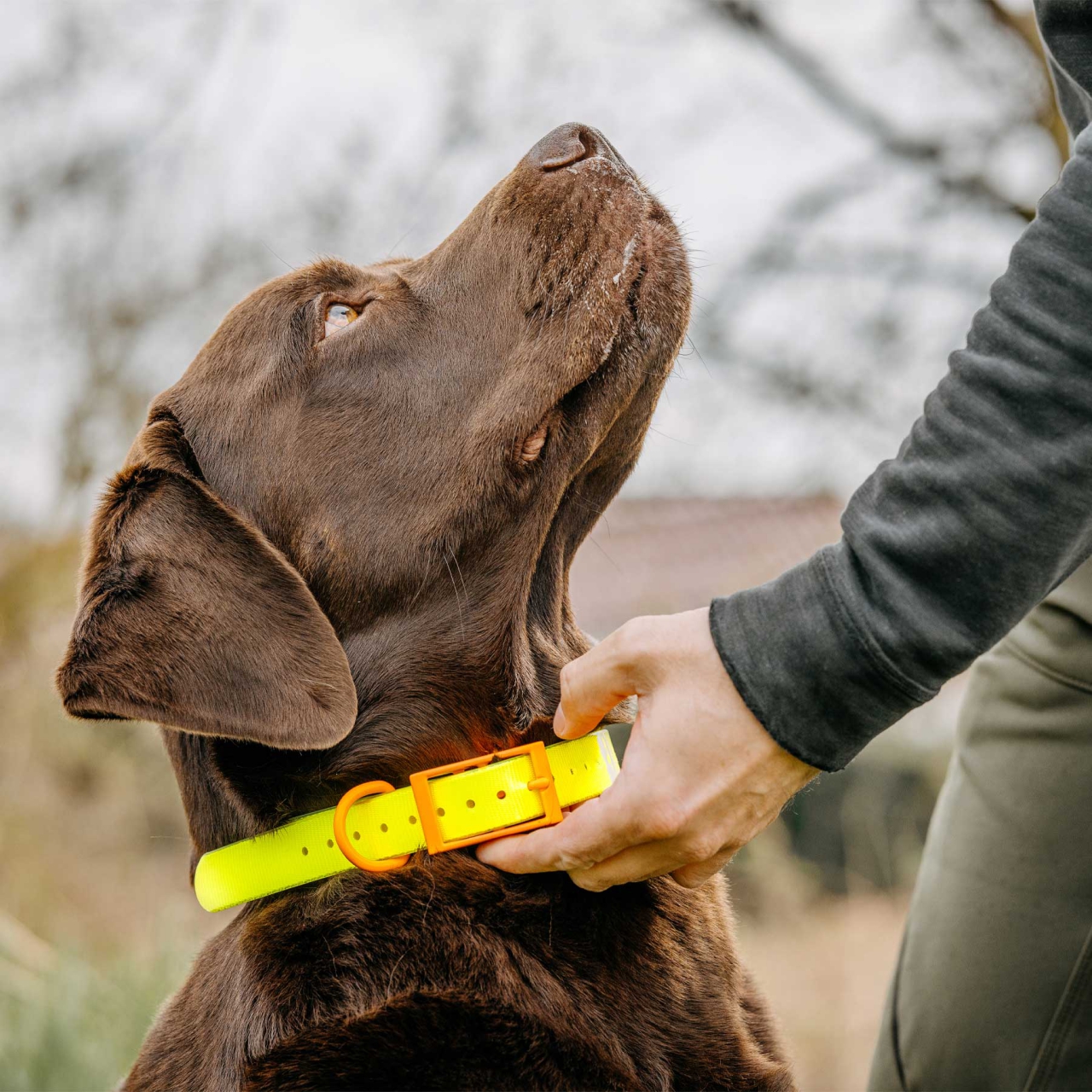 EUROHUNT COLLIERJAUNE FLUO