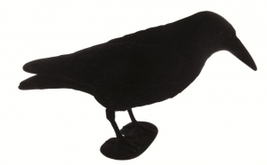 APPELANT CORBEAUX FLOQUE