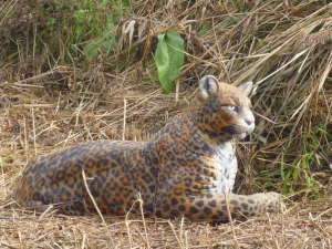 NATURFOAM LEOPARD AU REPOS