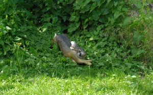 NATURFOAM LIEVRE A LA COURSE