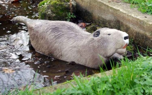 NATURFOAM RAGONDIN A LA NAGE