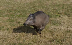 NATURFOAM SANGLIER A LA COURSE