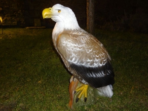 NATURFOAM AIGLE A TETE BLANCHE