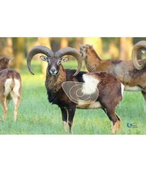 ITALSO BLAS. M. MOUFLON 72*