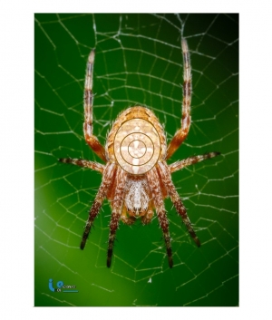 ITALSO BLAS. M. ARAIGNEE