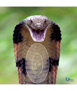 ITALSO BLAS. M. COBRA 48*48CM