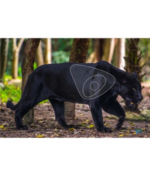 ITALSO BLASON M. PANTHERE